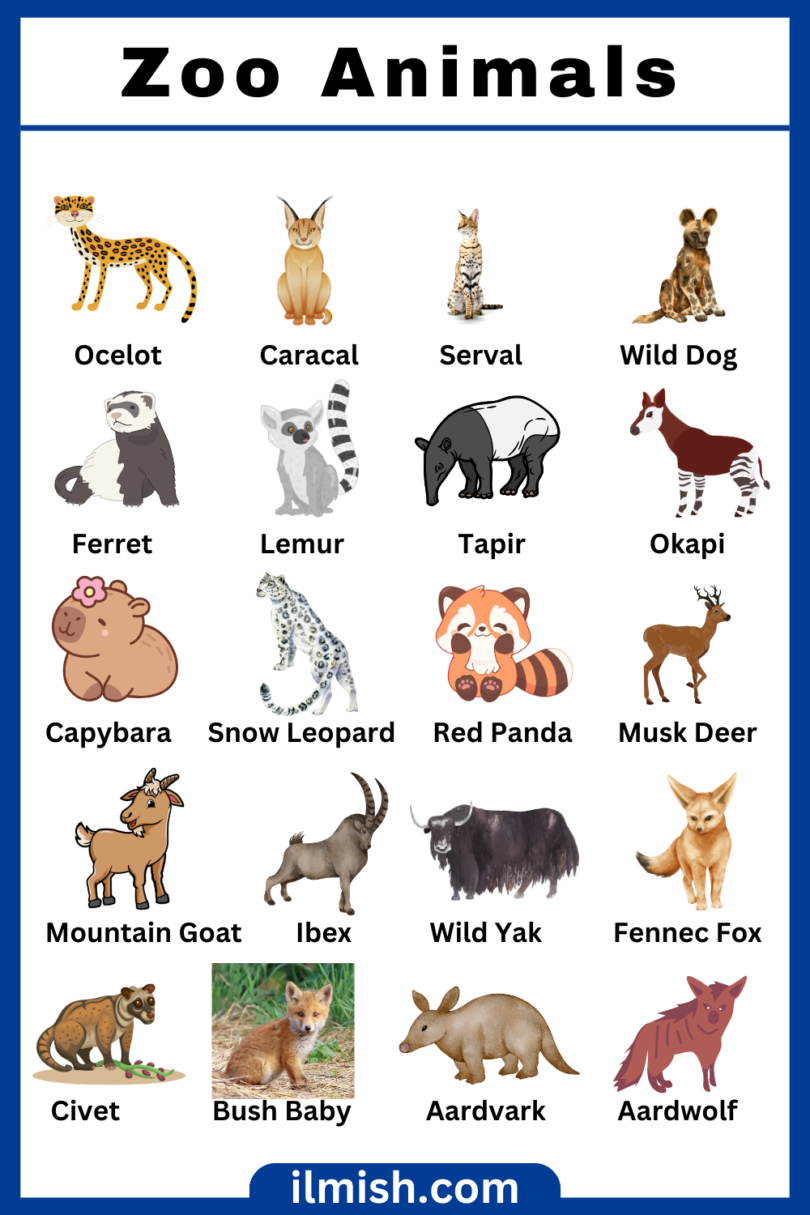 Zoo Animals Names In English With Their Pictures Ilmish Zoo Animals Names In English With Their Pictures Ilmish
