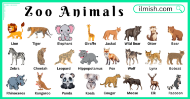 Zoo Animals Names in English with Their Pictures