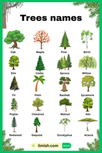 80 Trees Names in English and their Pictures - ilmish