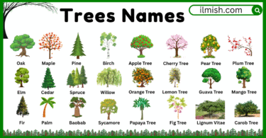 80 Trees names in English and their Pictures
