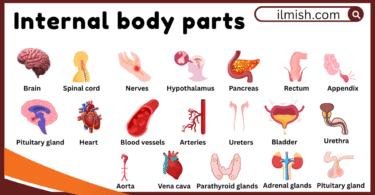Internal Body Parts names in English and their Pictures