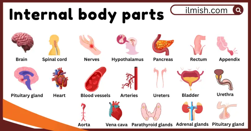 Internal Body Parts names in English and their Pictures
