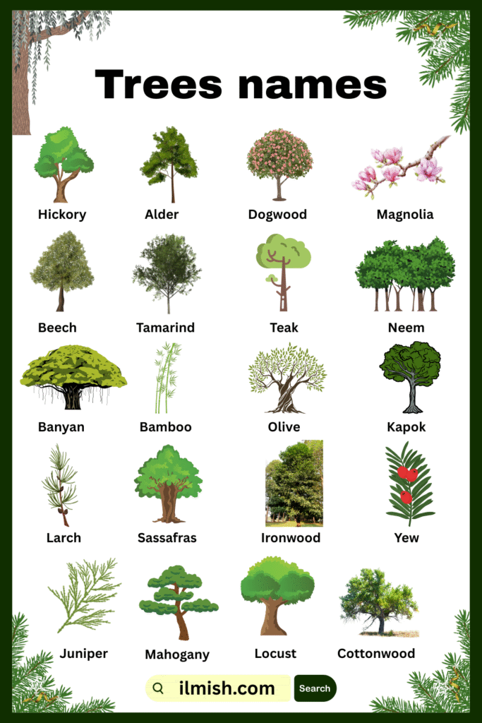 80 Trees Names in English and their Pictures - ilmish