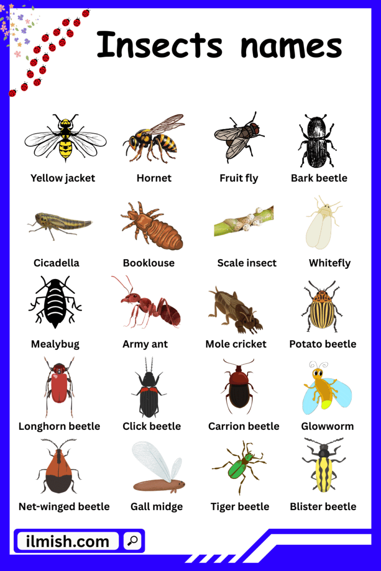 Names of Insects in English with Their Pictures - ilmish