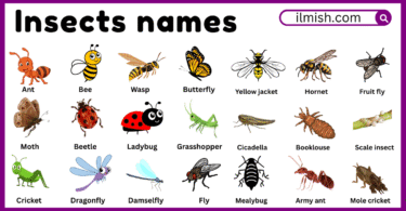 Names of Insects in English with Their Pictures