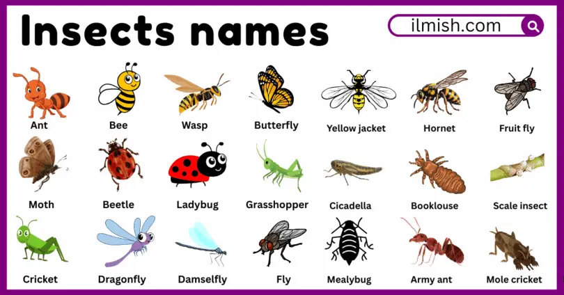 Names of Insects in English with Their Pictures
