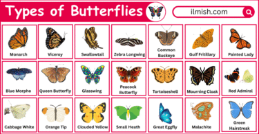 Types of Butterflies Names in English with Their Pictures