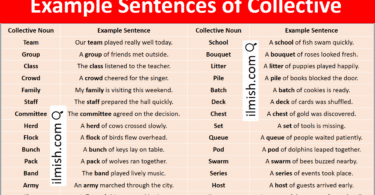 Example Sentences of Collective Nouns in English with Pictures