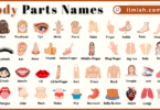 Body Parts Names for Kids in English with Pictures