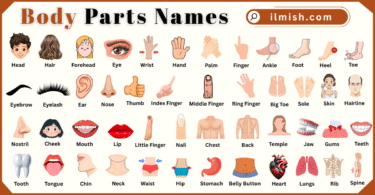Body Parts Names for Kids in English with Pictures