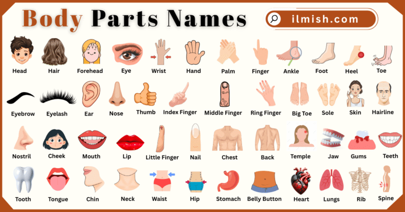Body Parts Names for Kids in English with Pictures