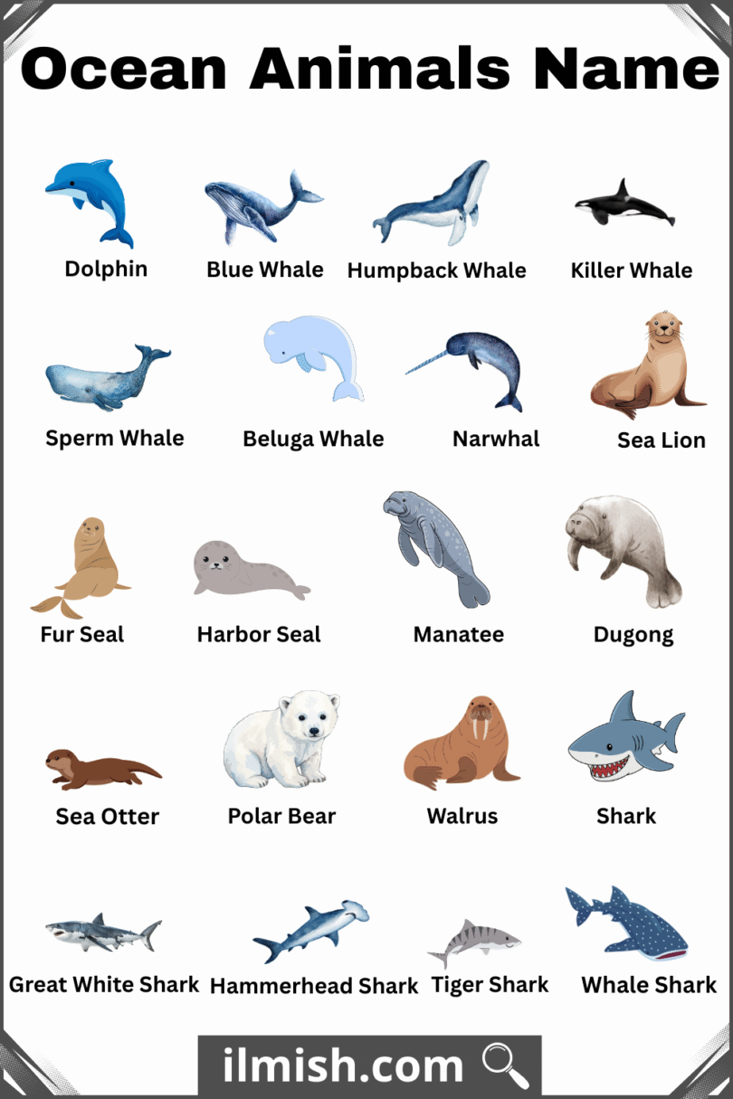 List Of Ocean Animals Names In English With Pictures Ilmish List Of Ocean Animals Names In English With Pictures Ilmish