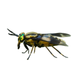 List of Flying Insects Names in English with Images - ilmish