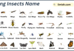List of Flying Insects Names in English with Images