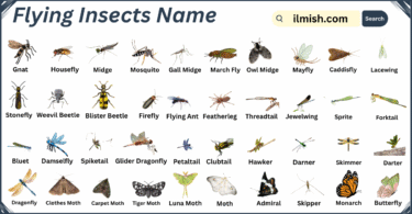 List of Flying Insects Names in English with Images