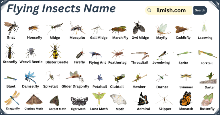 List of Flying Insects Names in English with Images
