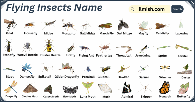List of Flying Insects Names in English with Images