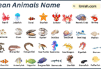 List of Ocean Animals Names in English with Pictures