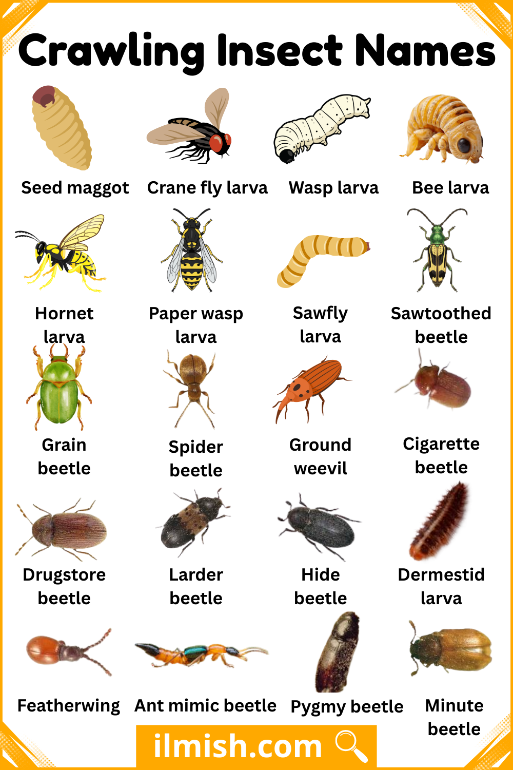 20 Crawling Insects names and images