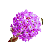 Abronia | Desert Flowers with Names and Types