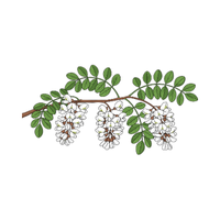 Acacia