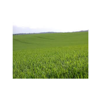 Agriculturalgrass | Swards with Types and Names