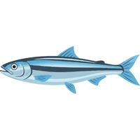 Anchovy