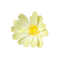 Anisocoma | Desert Flowers with Names and Types