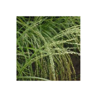 Annualgrass