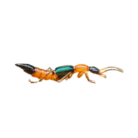 Ant mimic beetle
