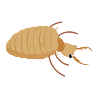 Antlion larva | Crawling Insects Names