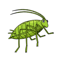 Aphid | Crawling Insects Names