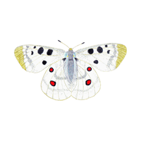 Apollo | Butterflies with Names and Types