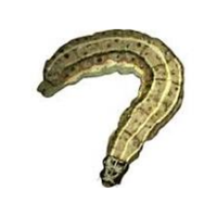 Armyworm | Crawling Insects Names