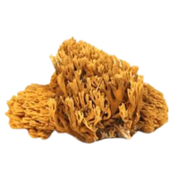 Ascomycete | Mushrooms with Names and Types