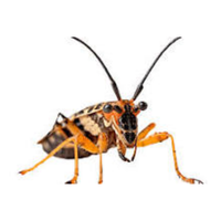 Assassin bug | Crawling Insects Names