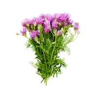 Astragalus | Desert Flowers with Names and Types