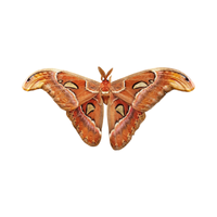 Atlas | Butterflies with Names and Types