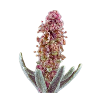 Atriplex | Desert Flowers with Names and Types