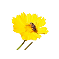 Baileya | Desert Flowers with Names and Types