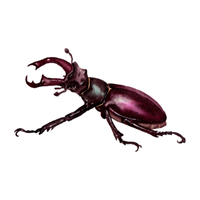 Bark beetle | Crawling Insects Names