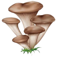 Basidiomycete | Mushrooms with Names and Types