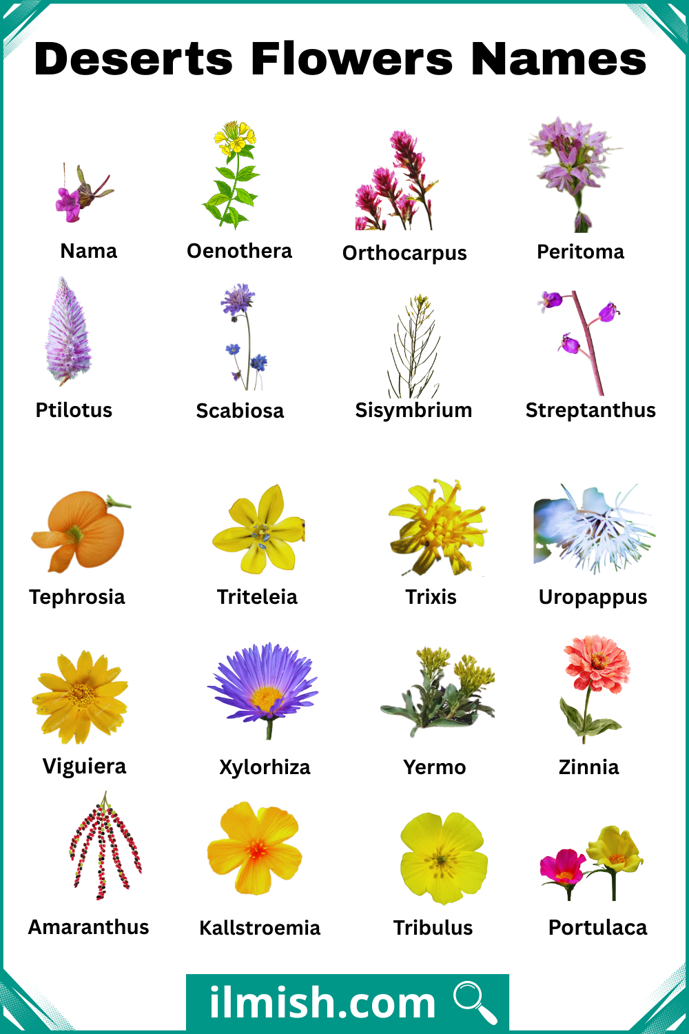 Most Popular Deserts Flowers with Names and Types with Images