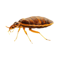 Bee larva | Crawling Insects Names