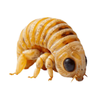 Bee larva