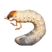 Beetle grub | Crawling Insects Names