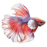 Betta