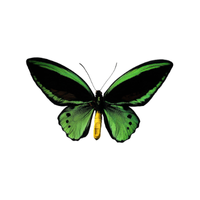 Birdwing | Butterflies with Names and Types