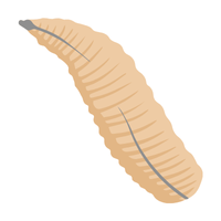 Blowfly larva | Crawling Insects Names