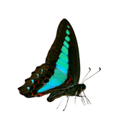 Bluebottle | Butterflies with Names and Types